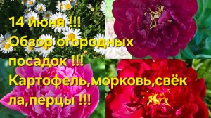 14 июня,26 год ! Огород радует ! Всё растёт ! Капуста,свёкла,морковь,картофель.Мясо и борщ готов 🤣