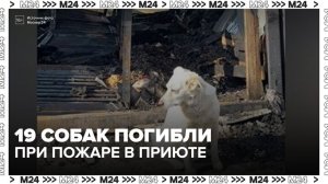 19 собак погибли при пожаре в приюте в Тверской области
