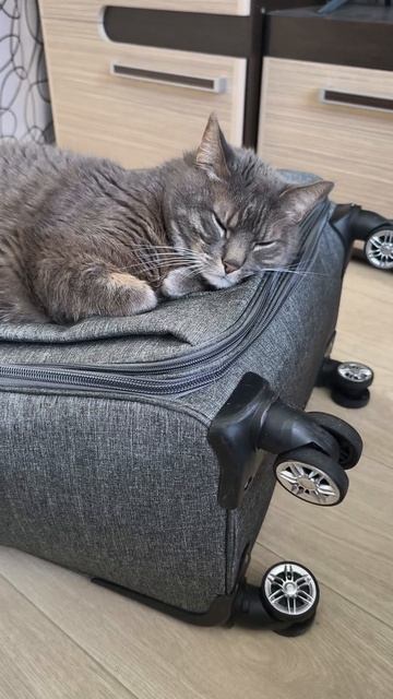 А как реагируют Ваши котики, когда Вас долго нет?😻