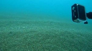 А вот и морской конек. Это хишная ядовитая рыба Черного моря