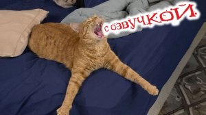 Приколы с котами С ОЗВУЧКОЙ Шальные Коты И Котята Смешные Видео с Животными