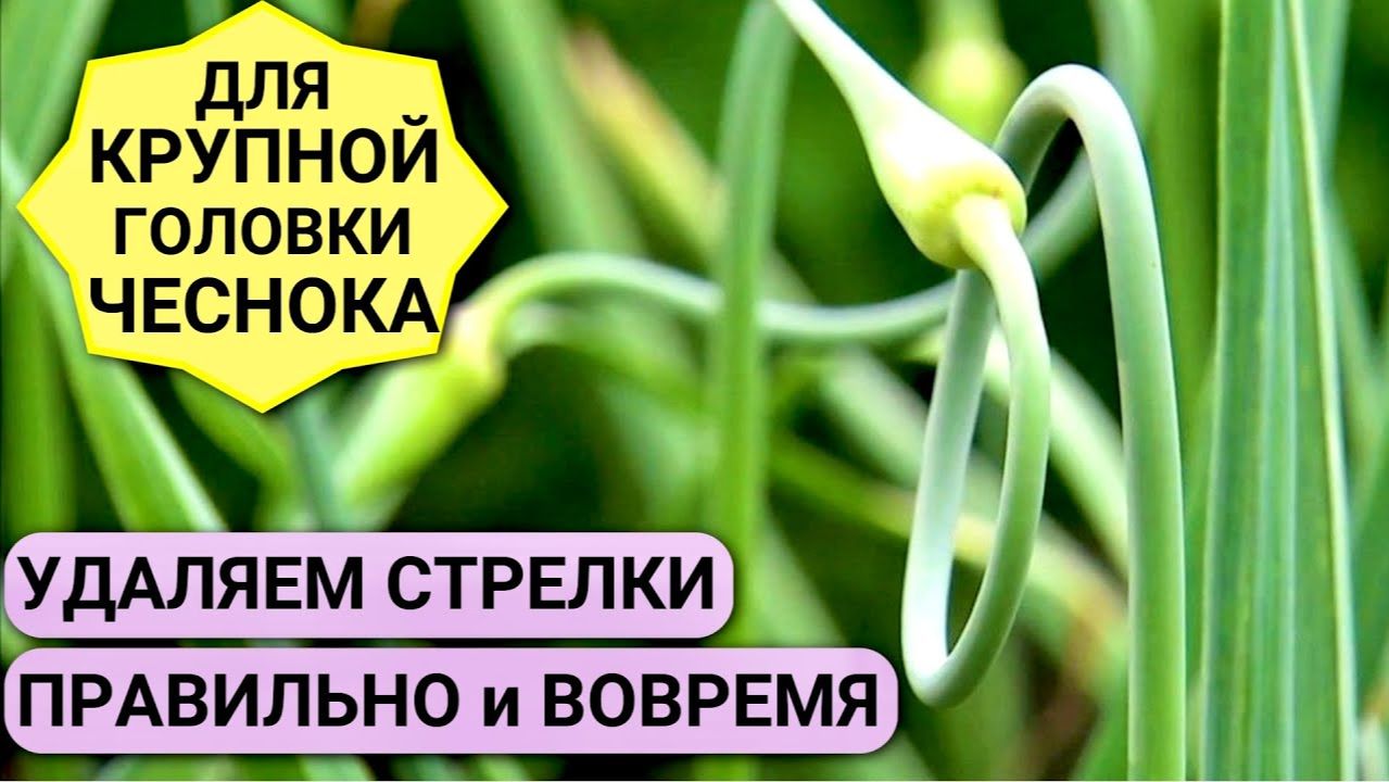 Когда обрывать стрелки чеснока: что делать с вырванными стрелками – чтобы чеснок вырос крупным