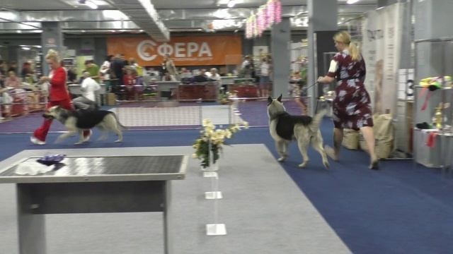Сравнение на ЛС смотреть онлайн