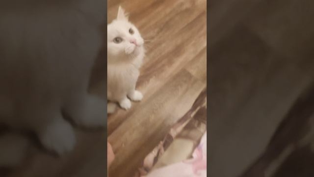 дрессирую кота смотреть онлайн