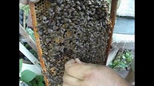 июнь на пасеке, замена матки в отводке с помощью сетчатого колпачка ( архив )