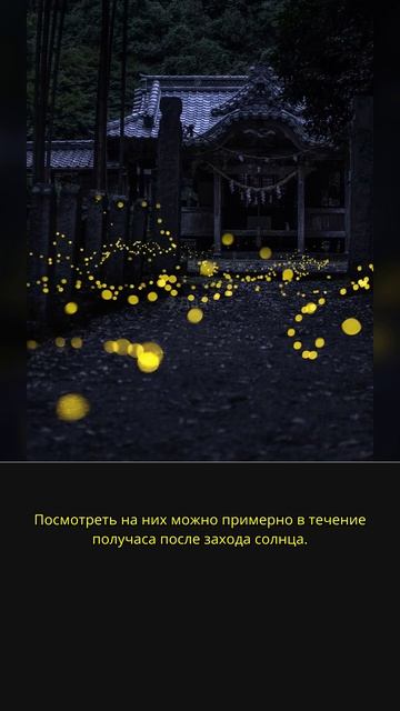 В Японии светлячки устроили световое шоу! 😱🔥