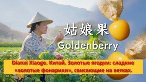 Dianxi Xiaoge. Китай. Золотые ягодки сладкие «золотые фонарики», свисающие на ветках.