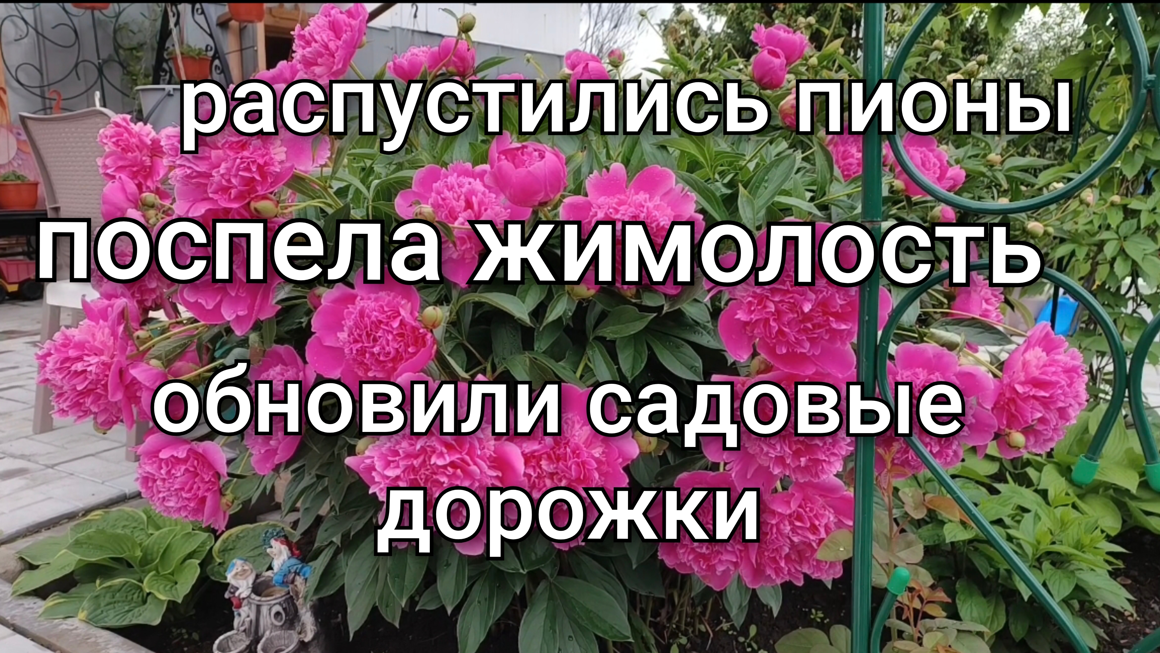 Распустились пионы/Обновили садовые дорожки/Поспела жимолость/Обновки к выпускному.