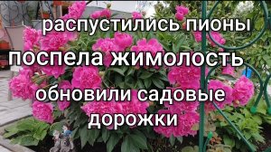 Распустились пионы/Обновили садовые дорожки/Поспела жимолость/Обновки к выпускному.