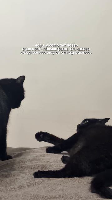 Жизнь с двумя котами 🤣