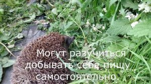 ОБО ВСЁМ ПО-НЕМНОГУ.