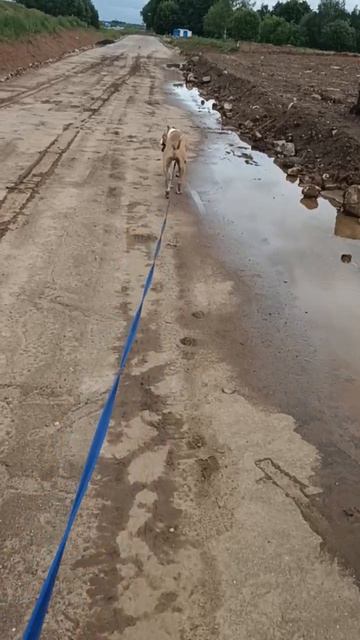 Орион