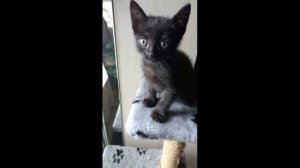 Маленький чёрный котёнок по имени Митяй. Нашли утром в траве после дождя