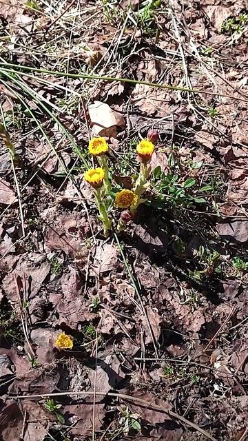 Красота природы #shorts #природа #красота #metaldetecting #леснойпоиск