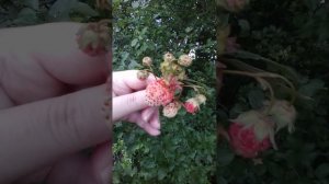 ДИКАЯ АЛЫЧА 🫒 ЛЕСНАЯ КЛУБНИКА 🍓 + РЕЦЕПТ СОУСА К МЯСУ🍖