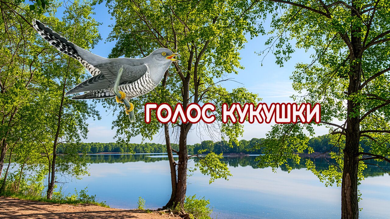 Кукушка кукует. Голос (звук) кукушки. Крик птицы в лесу. Пение птиц. Природа