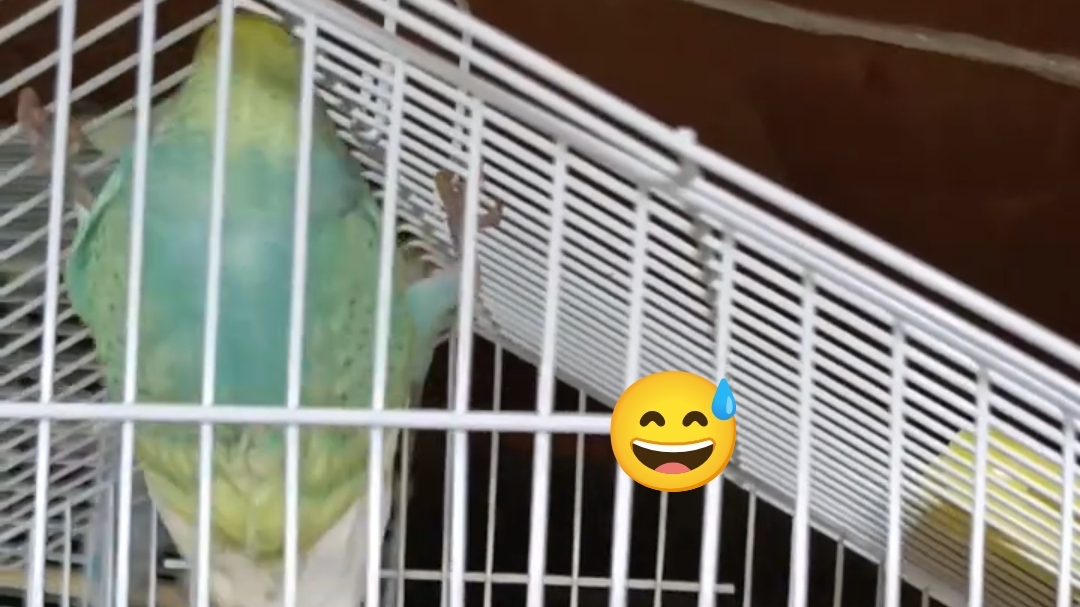 Тоша на карантине 🦜 #ангелочеккеша #shorts #попугай