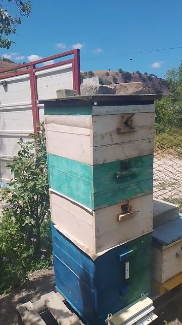 Вывод пчелиных маток 2026 года для замены старых. Формирую семью стартер.