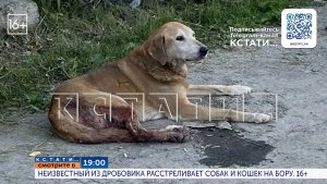 Сегодня в 19.00 в программе «Кстати»: Неизвестный из дробовика расстреливает собак и кошек на Бору