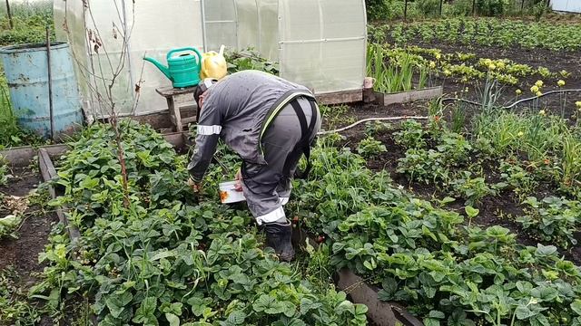 СОБИРАЕМ УРОЖАЙ🍓 ПОКА НЕ ЗАНИМАЮСЬ. . смотреть онлайн