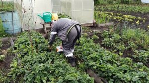 СОБИРАЕМ УРОЖАЙ🍓 ПОКА НЕ ЗАНИМАЮСЬ. .