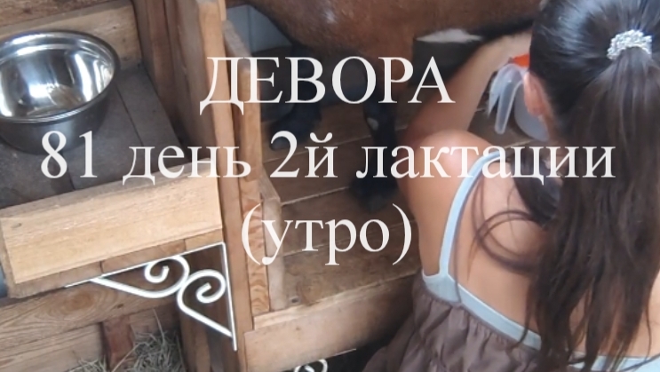 ДЕВОРА кн50 81 день 2й лактации (утро) смотреть онлайн