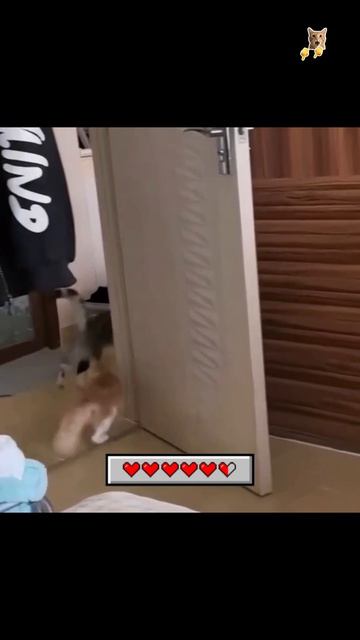 Кошка, ты потанцуй со мной немножко!😻Веселые котики. Коты хулиганы! #кот #хулига #трюк #смех #short