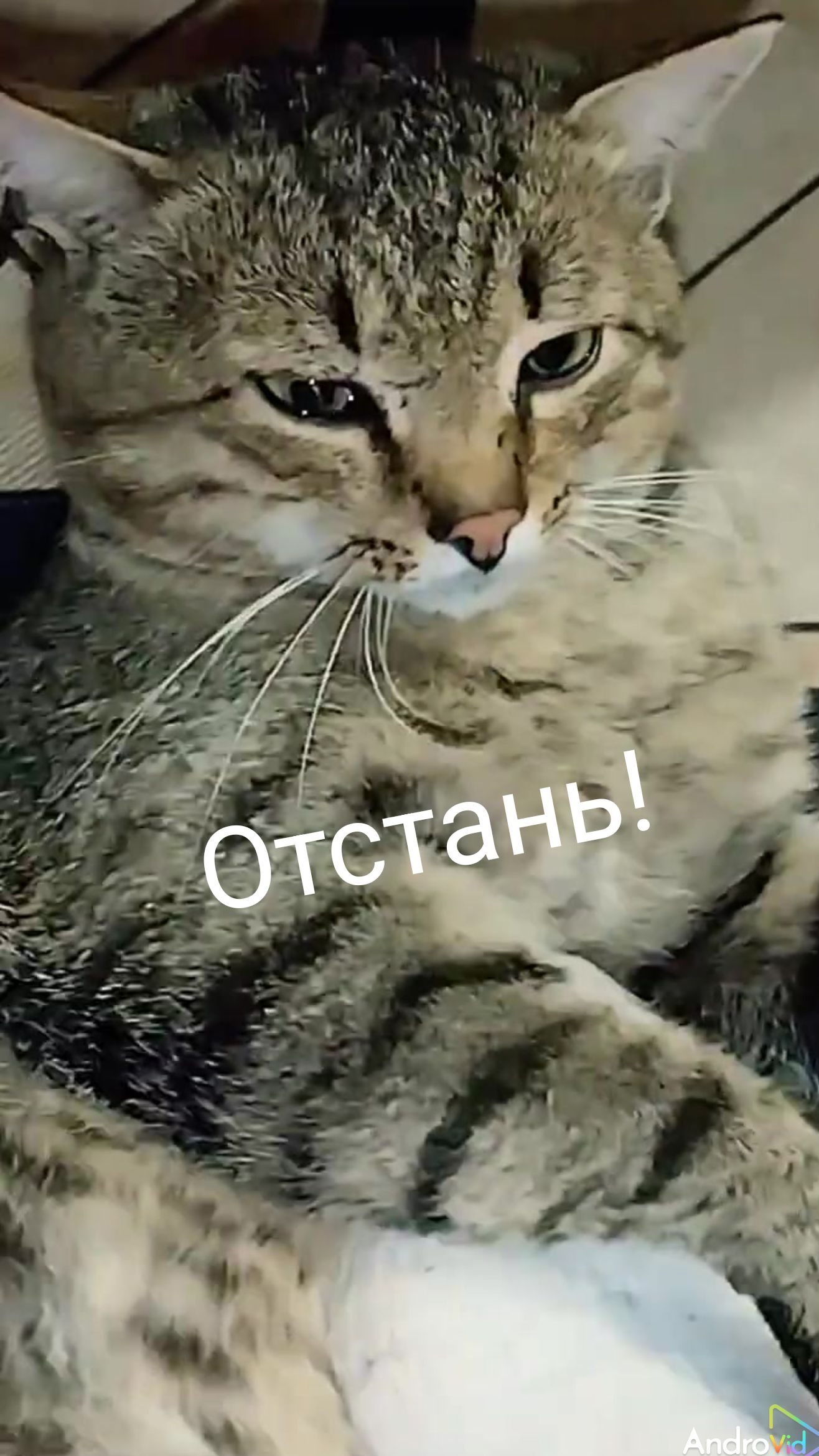 Вот пристала! 🤣 15-06-2026