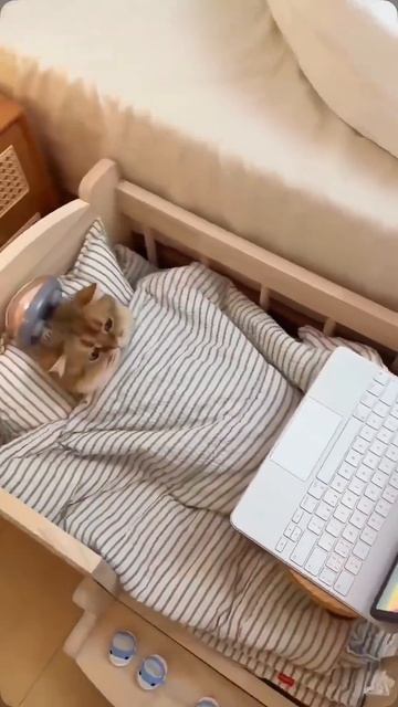 🐱