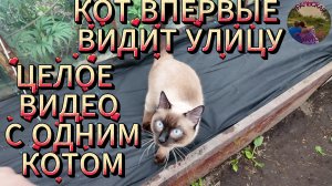 Специально для тех,кто готов смотреть на котов часами-целое видео с одним котом!