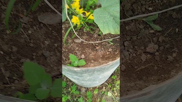 Приглашаю в свою теплицу 15.06.26г😊