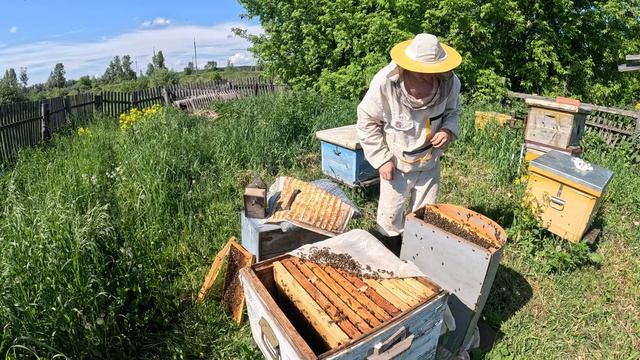 Пасека 2026 # 6. Объединяю рой с отводком.