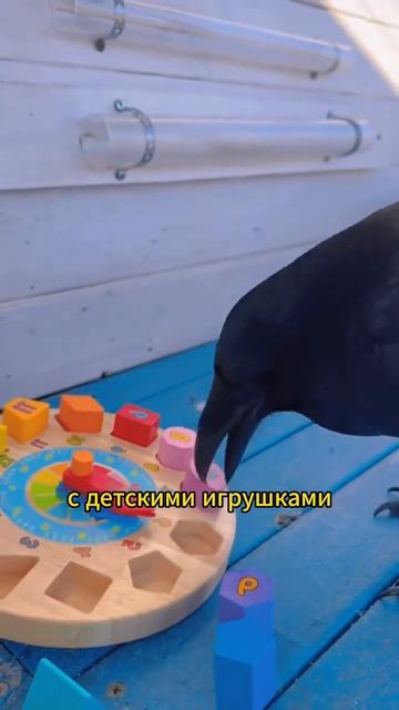 Животные приколы и не только🙂