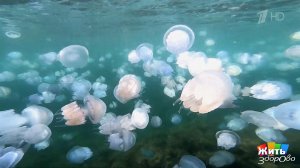 Осторожно, медузы: где водятся и как действовать при ожоге. Жить здорово! Фрагмент выпуска от 15....