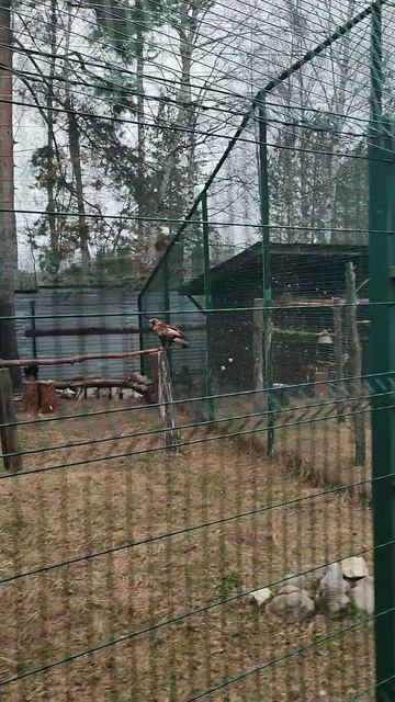 Экскурсия на карете. Павлины, кролики, фазаны, красные волки и другие