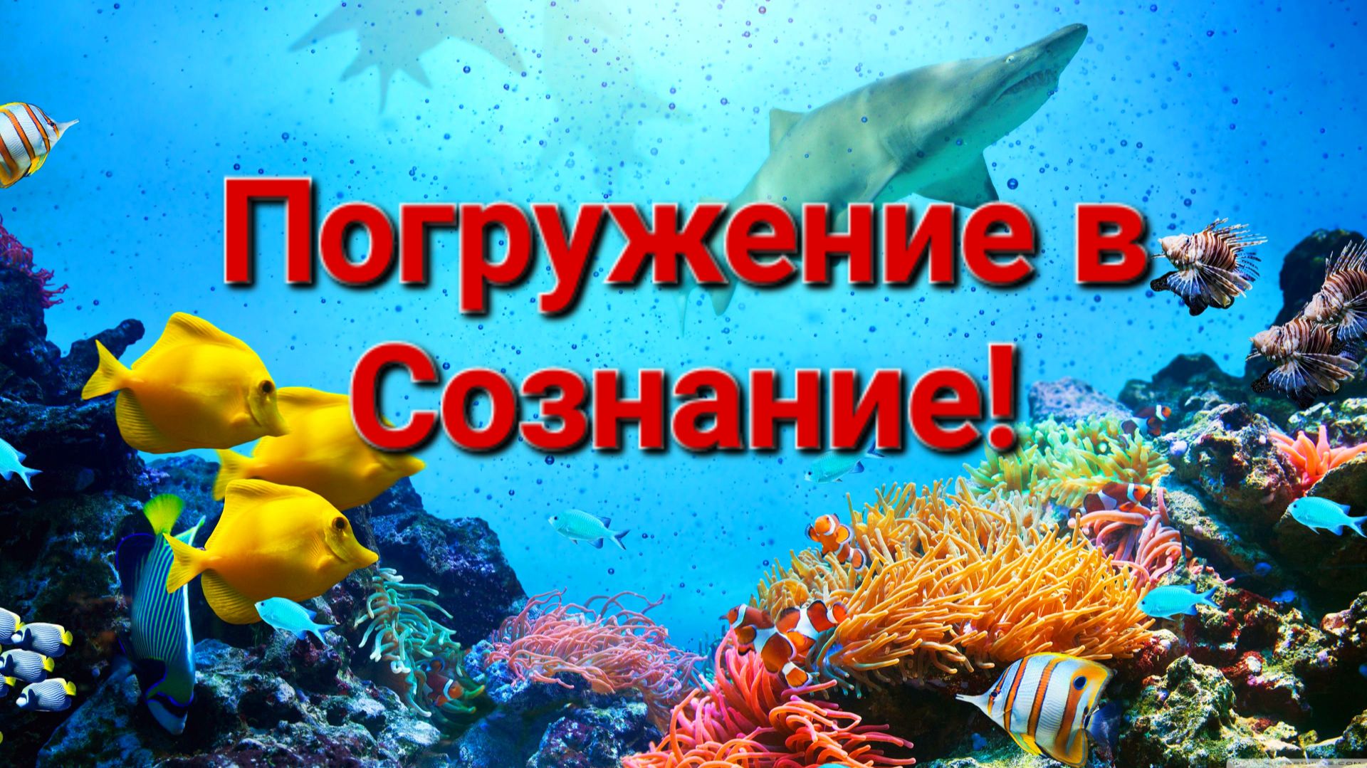 Погружение в Сознание!