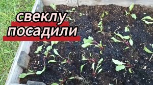 Свекла посажена. Ждём земклунику. 12.06.2026