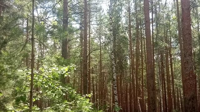 Звуки леса! Релакс. Атмосфера 1