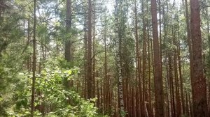 Звуки леса! Релакс. Атмосфера 1