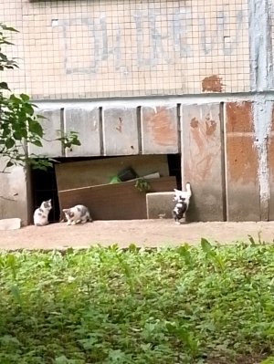 прогулка с чебурекам с собакой кто не понял