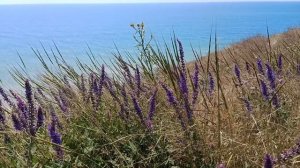 Прогулка к морю, Сезон открыт.
Вид с горы на море.
14.06.2026.