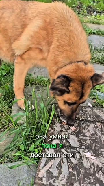 А вы любите кормить собак? ПОДПИШИСЬ✅