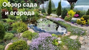 Обзор сада и огорода в середине июня. Формировка барбарисов и шиловидных флоксов.