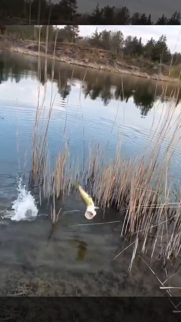 Девчонка поймала большую щуку!.