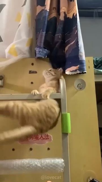 Озорные коты)