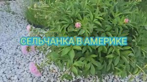 Сельчанка в Америке Нарезала охапку пионов в вазу Мои любимые цветы
