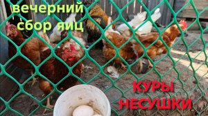 Домик в деревне Куры-несушки Сбор яиц Куры совсем не хотят нестись