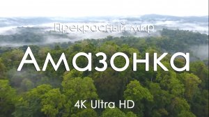 Амазонка и джунгли 4K Ultra HD | Дикая природа, тропический лес, Южная Америка и релакс