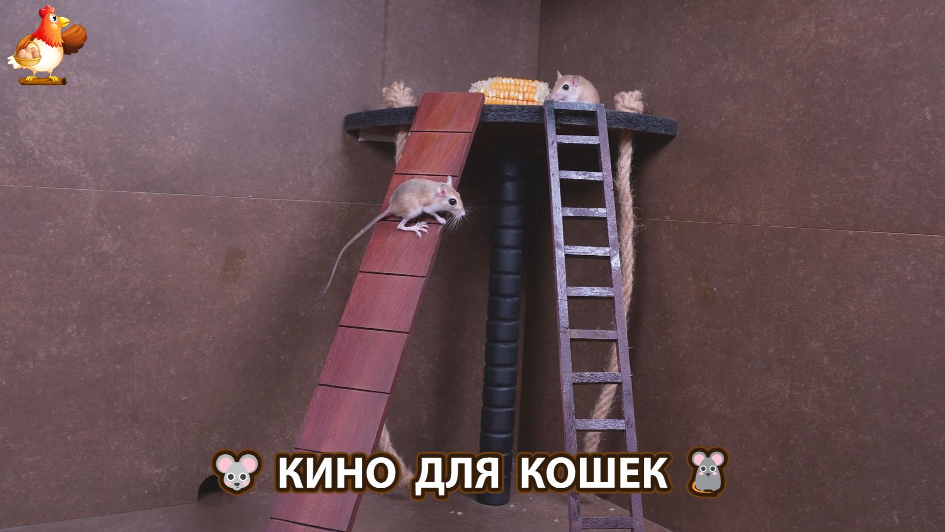 Видео для кошек про крысок развлекать питомцев 🐭🐀😂 (560)