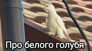 15-06-2026. Про белого голубя.